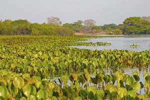 pantanal5